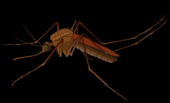 Free Stock Photo of Female Mosquito