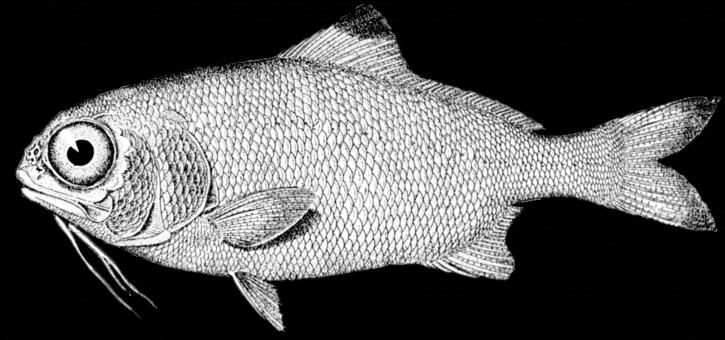 Free Stock Photo of Fish Sketch