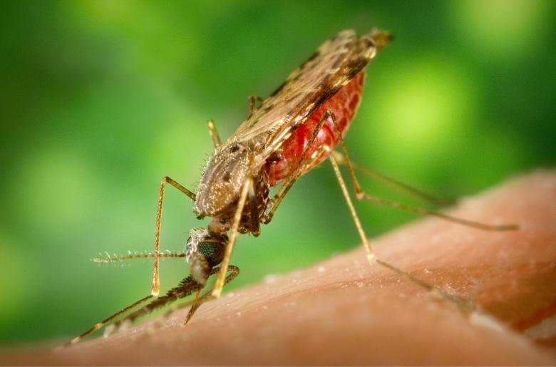 Free stock image of Mosquito Bite created by Pixabay