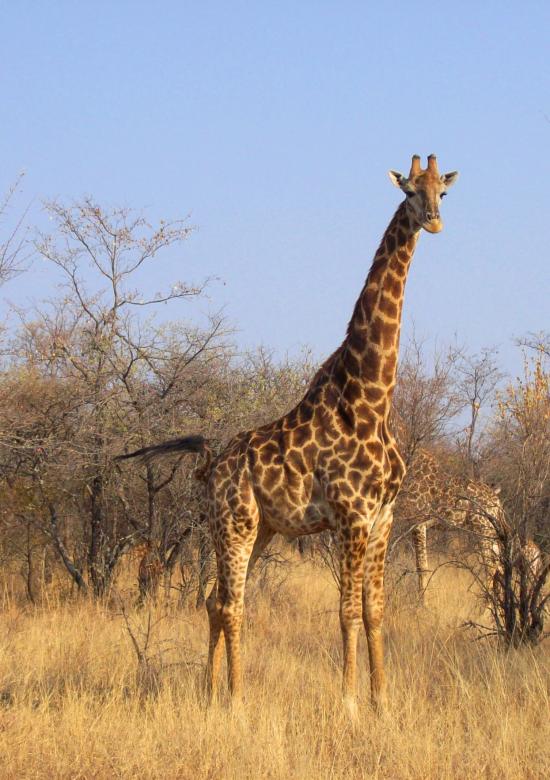 Free stock image of Giraffe in National Park created by Pixabay