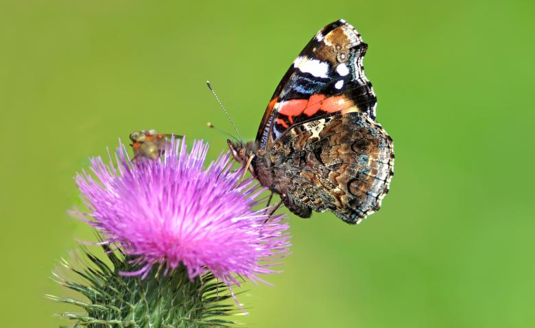 Free stock image of Butterfly on Pink Flower created by Pixabay