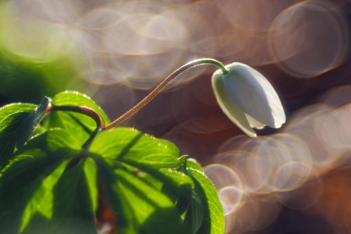 Free Stock Photo of White Flower