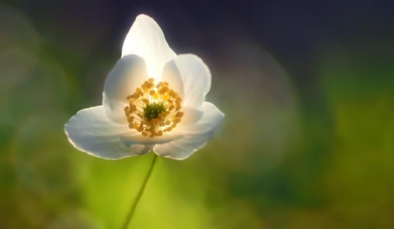 Free stock image of White Flower in Bloom created by Pixabay