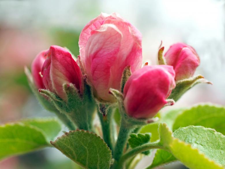 Free stock image of Pink Flower created by Pixabay