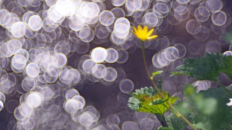 Free stock image of Yellow Flower and Bokeh created by Pixabay