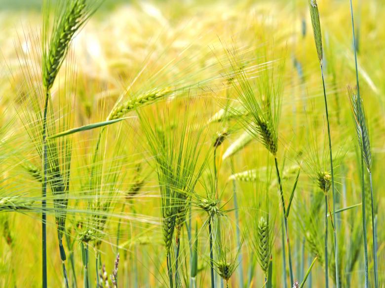 Free stock image of Green Straws in Field created by Pixabay