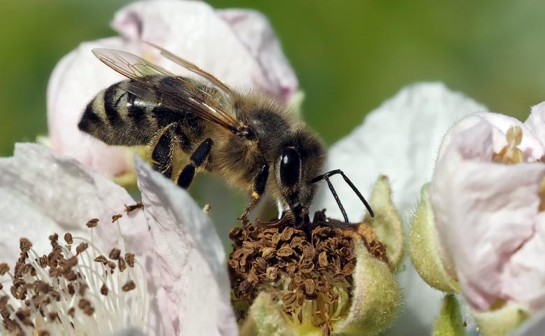 Free stock image of Wild Bee created by Pixabay