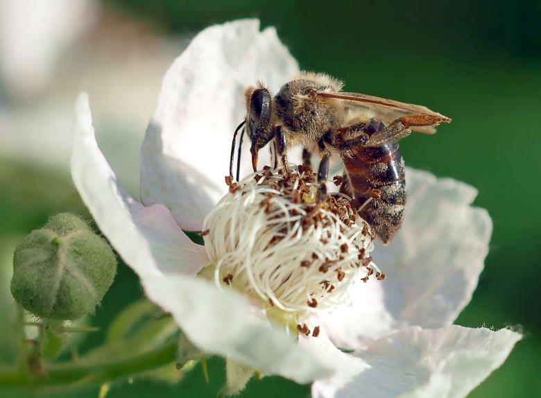 Free stock image of Wild Bee created by Pixabay