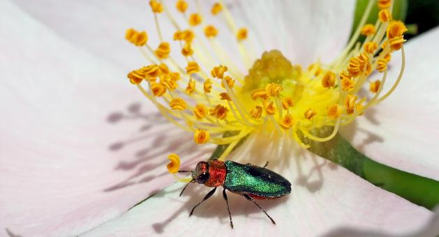 Free Stock Photo of Yellow Flower and Beetle