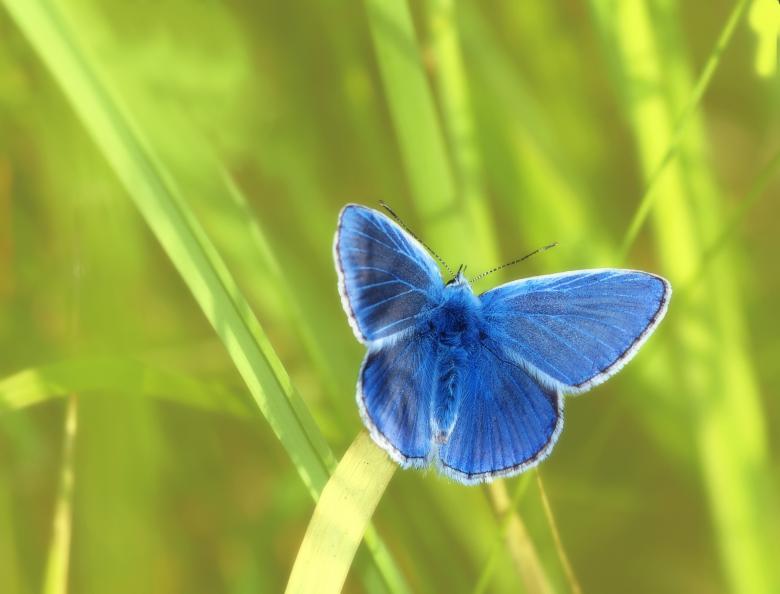 Free stock image of Blue Butterfly created by Pixabay
