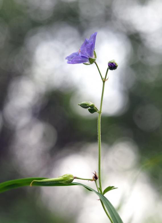 Free stock image of Purple Flower created by Pixabay