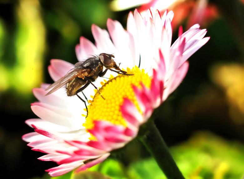 Free stock image of Fly on Pink Flower created by Pixabay