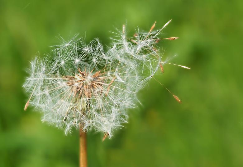 Free stock image of Dandelion created by Pixabay