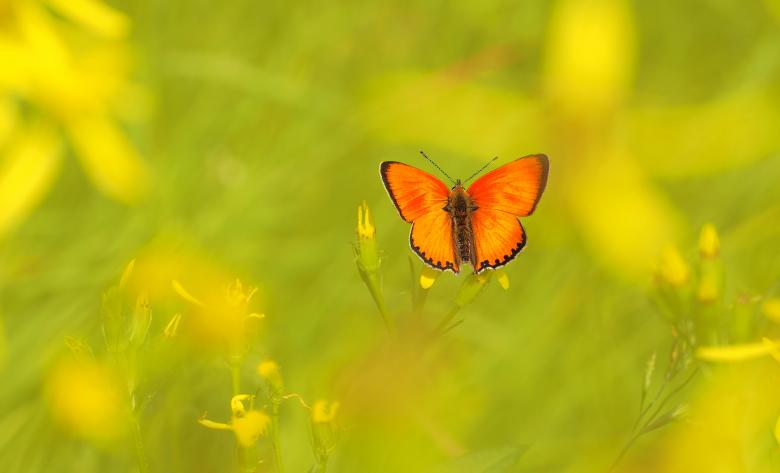 Free stock image of Butterfly on The Flower created by Pixabay
