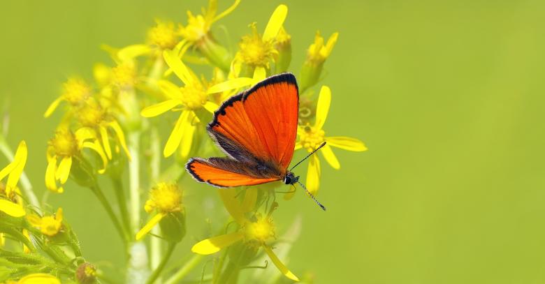 Free stock image of Butterfly on The Flower created by Pixabay