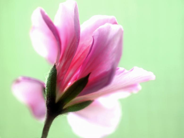 Free stock image of Blooming created by Pixabay