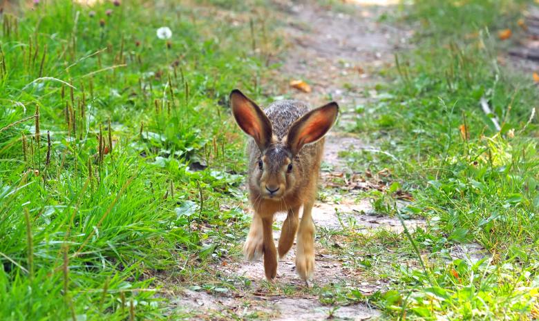 Free stock image of Hare running created by Pixabay