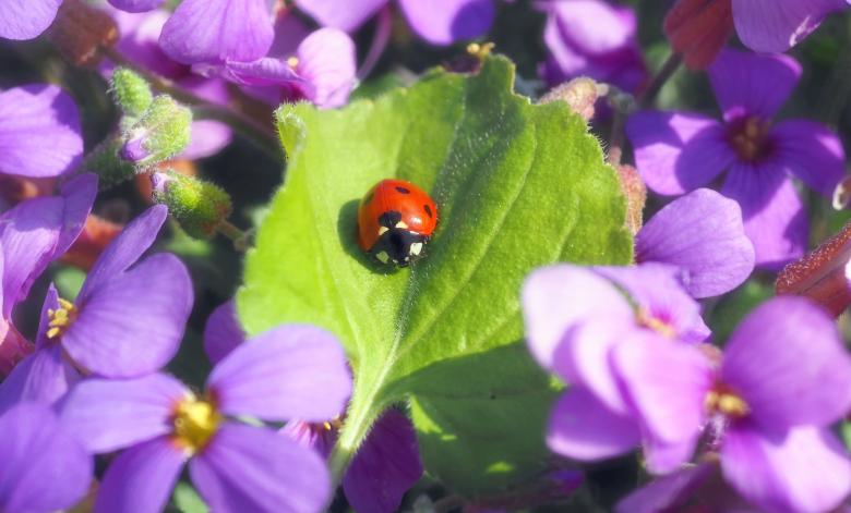 Free stock image of Ladybird in the Garden created by Pixabay
