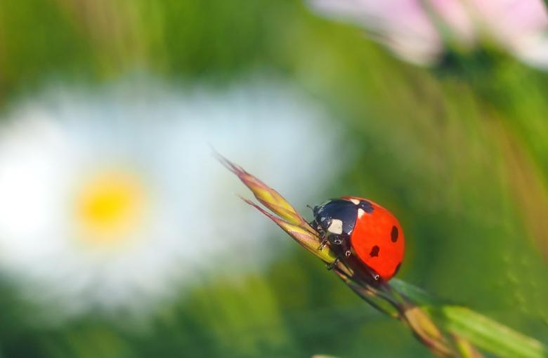 Free stock image of Lady bug created by Pixabay