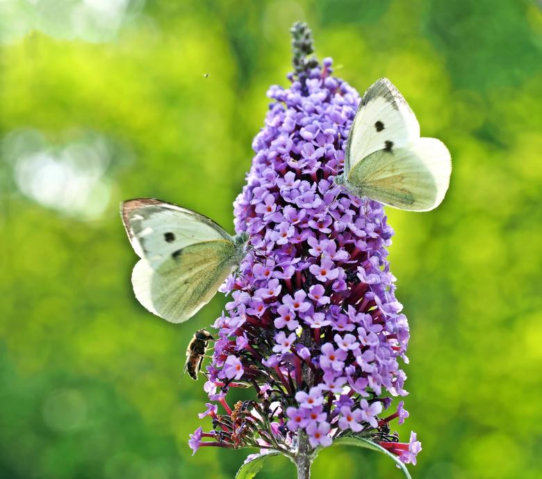 Free stock image of Butterflies on the Flowers created by Pixabay
