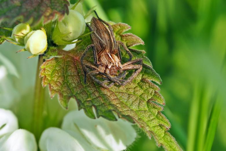 Free stock image of List Spiders created by Pixabay