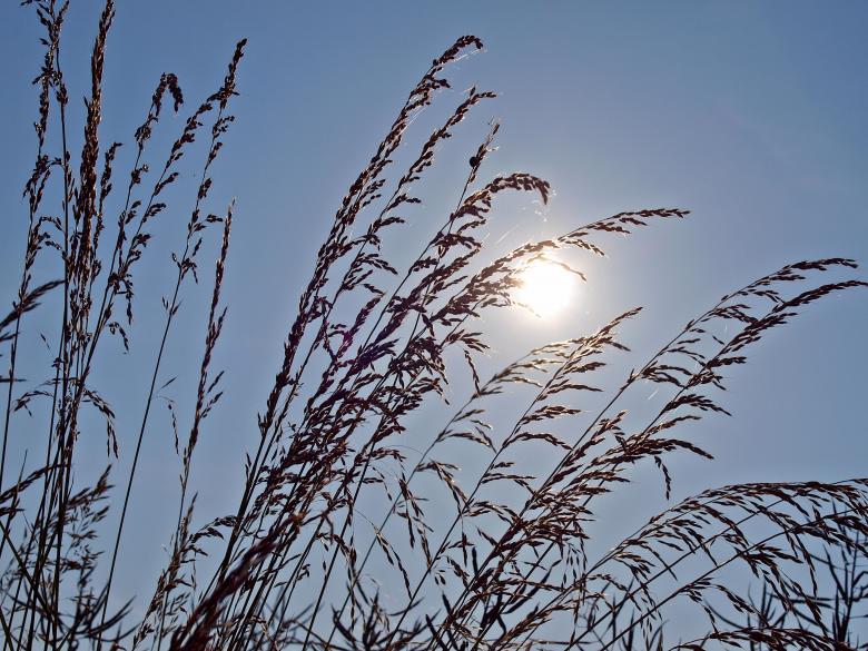 Free stock image of Grassy Plants created by Pixabay