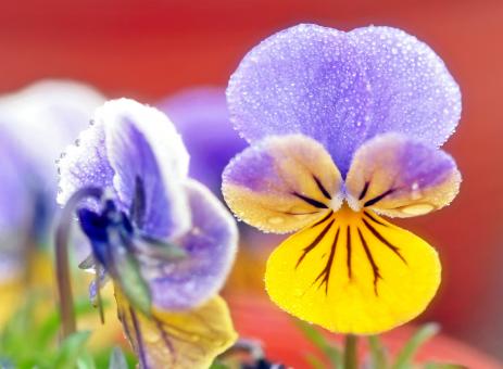 Free Stock Photo of Colorful Flower