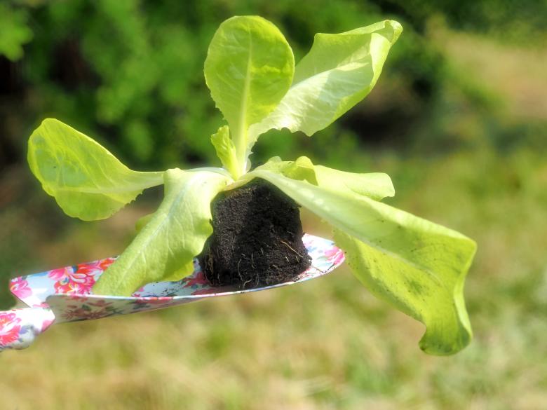Free stock image of Fresh Green Plant created by Pixabay