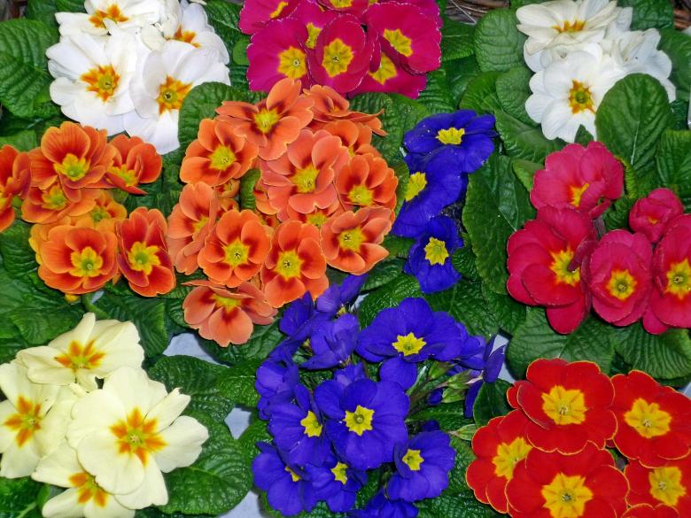 Free stock image of Fresh Flowers created by Pixabay