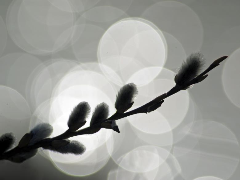 Free stock image of Pussy Willow created by Pixabay