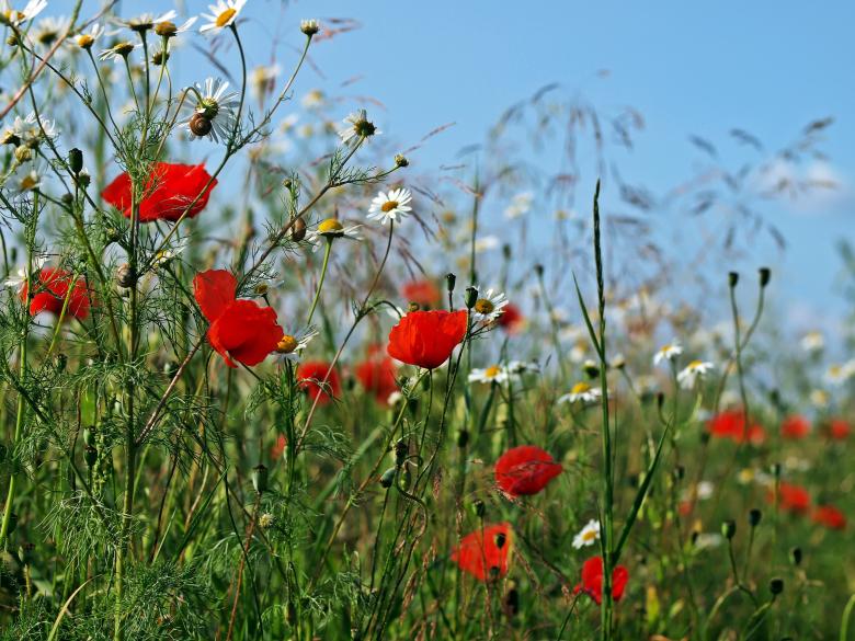 Free stock image of Flowers Blooming created by Pixabay