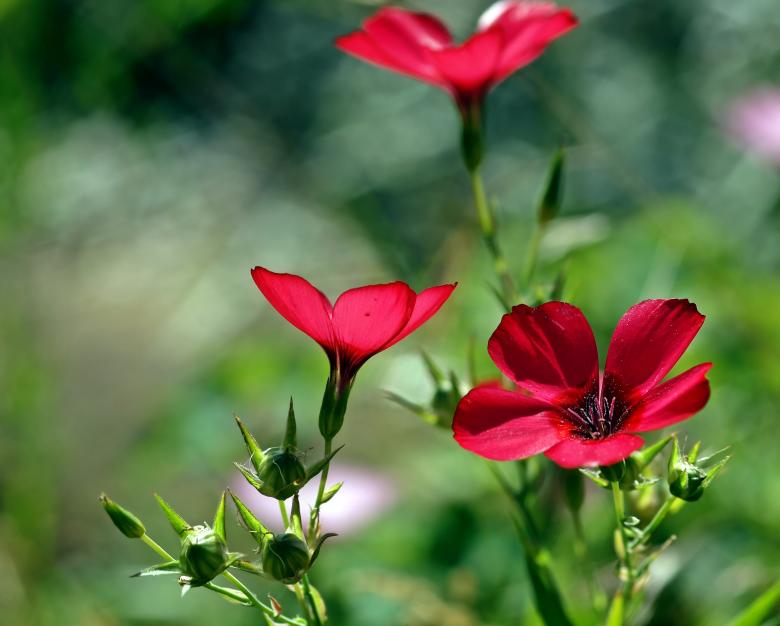 Free stock image of Garden created by Pixabay