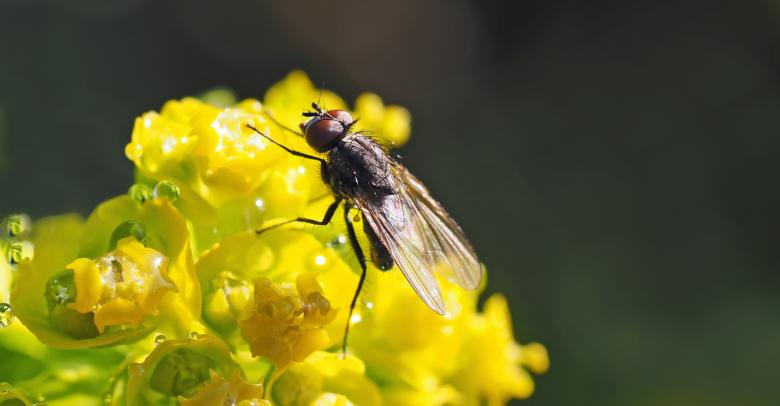 Free stock image of Housefly On Flower created by Pixabay