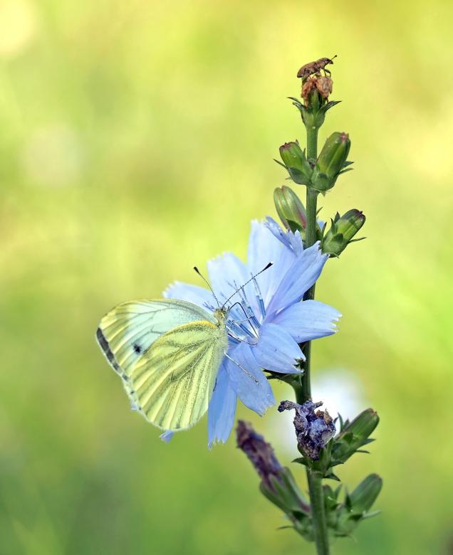 Free stock image of Butterfly in the Garden created by Pixabay