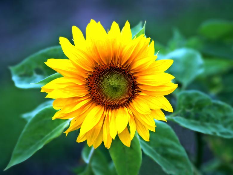 Free stock image of Sunflower created by Pixabay