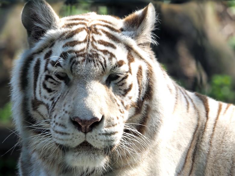 Free stock image of White Tiger created by Pixabay