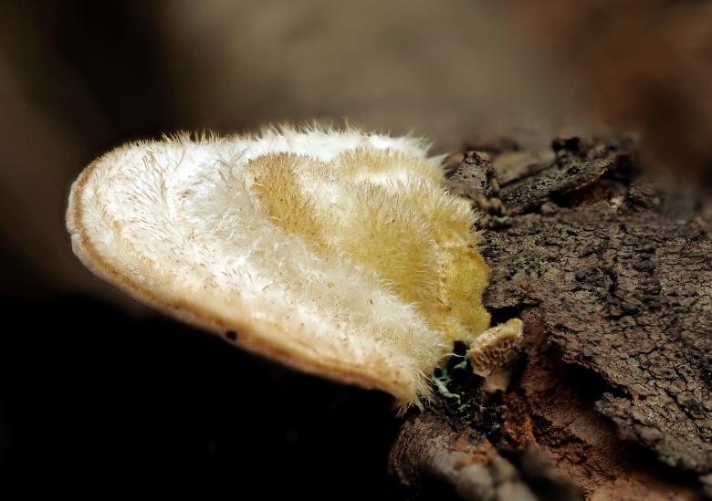 Free stock image of Wild mushroom created by Pixabay