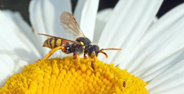 Free stock image of Fly on the Flower created by Pixabay