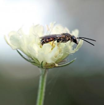 Free Stock Photo of Fly on the White Flower