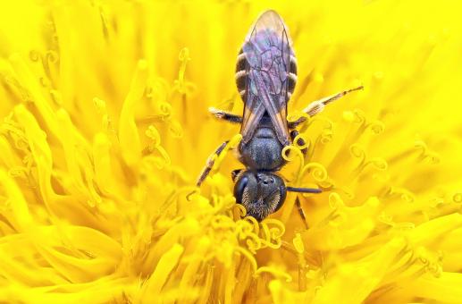 Wild fly on the Flower - Free Stock Photo