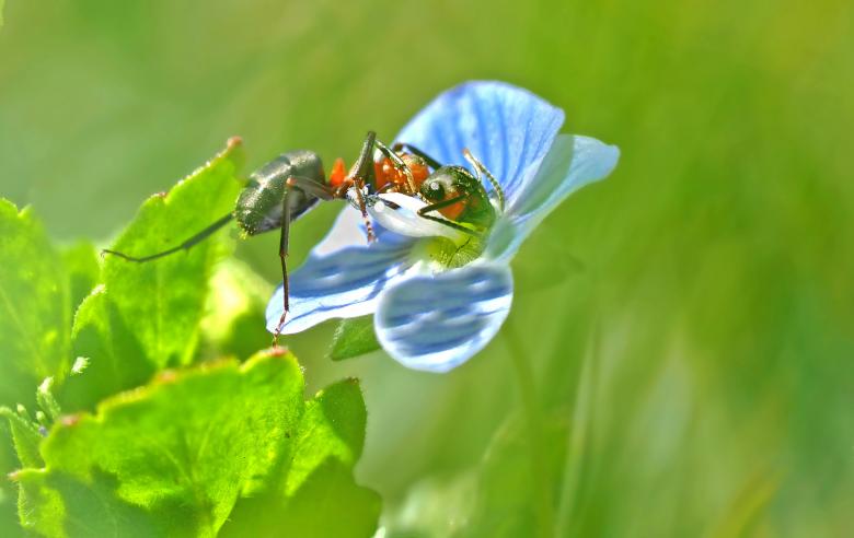 Free stock image of Wild Insect created by Pixabay