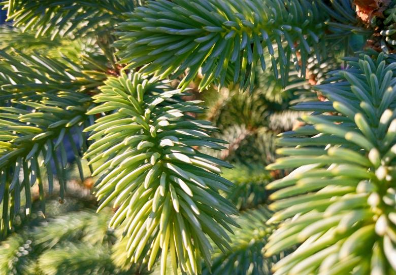Free stock image of Pine created by Alen