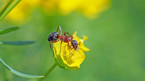 Ant on the Flower - Free Stock Photo