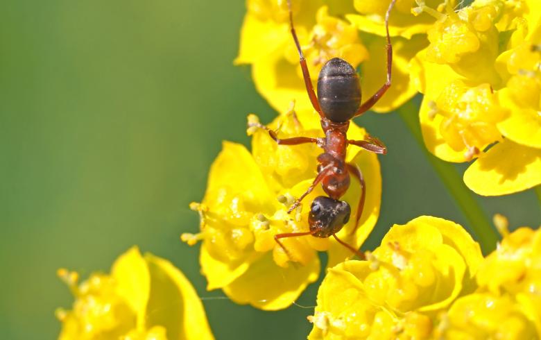 Free stock image of Ant on the Flower created by Pixabay
