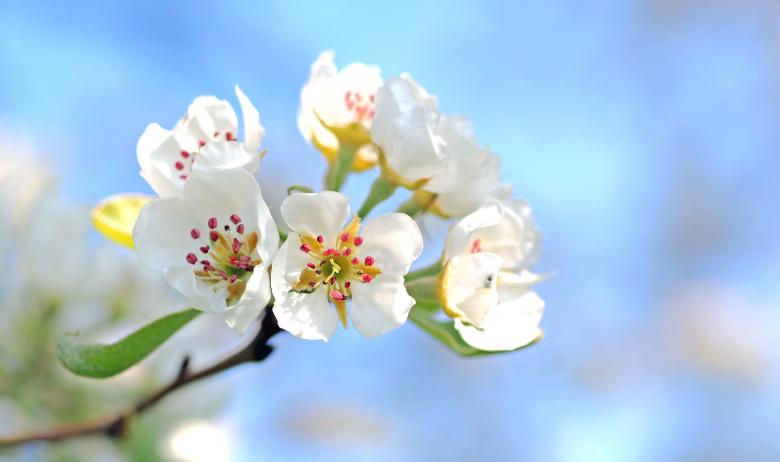 Free stock image of Fresh Flower created by Pixabay