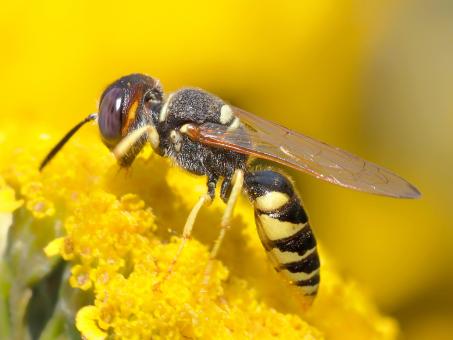 Free Stock Photo of Bee on Flower