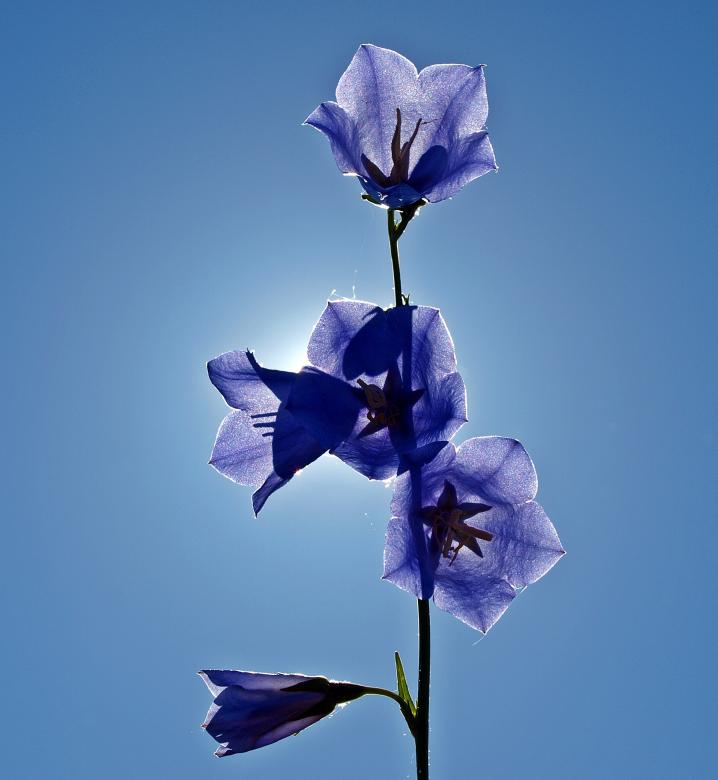 Free stock image of Fresh Flower created by Pixabay