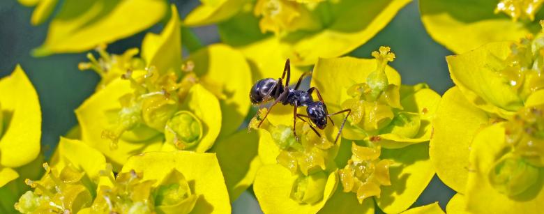 Free stock image of Ant in the Garden created by Pixabay