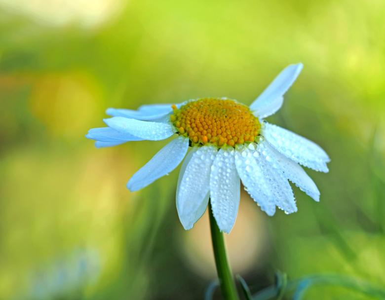 Free stock image of Blue Flower created by Pixabay