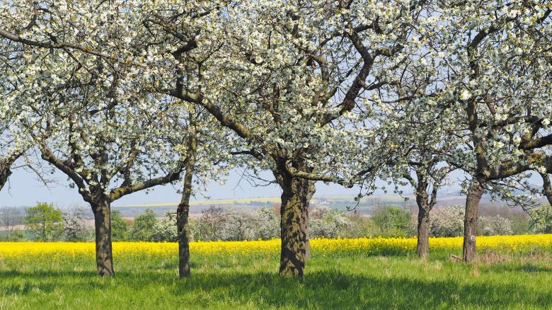 Free stock image of Flower Trees created by Pixabay